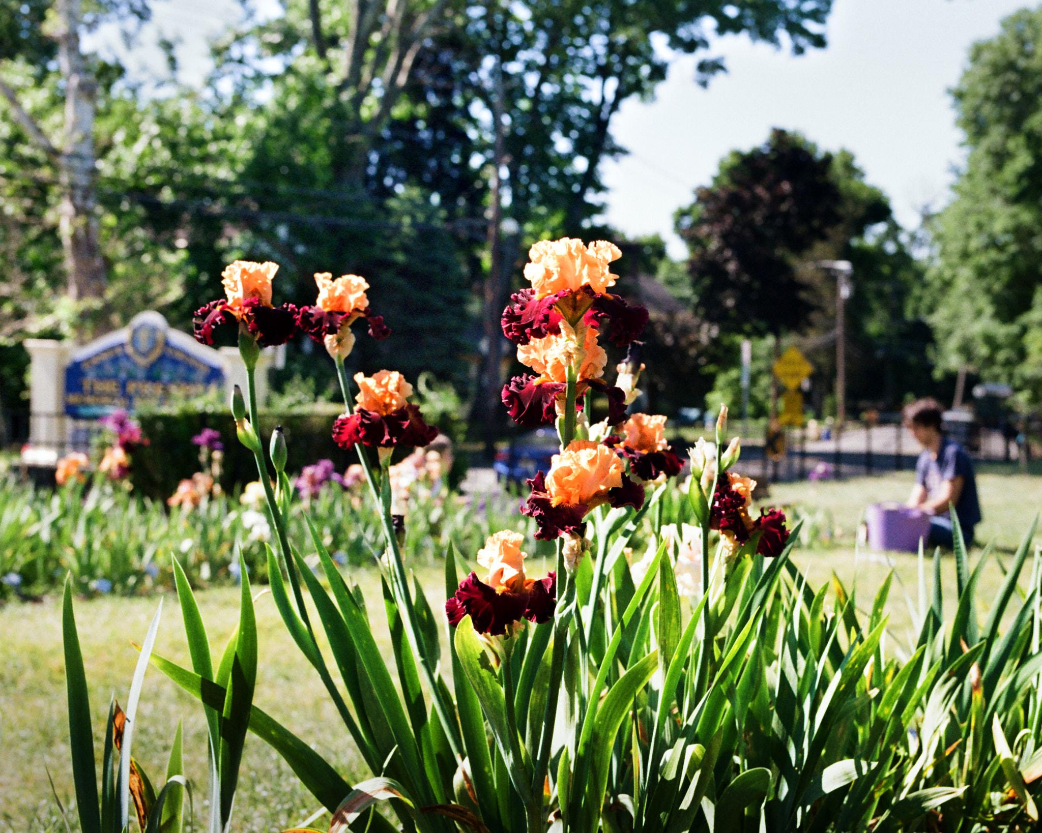 Editing Irises in a County Park