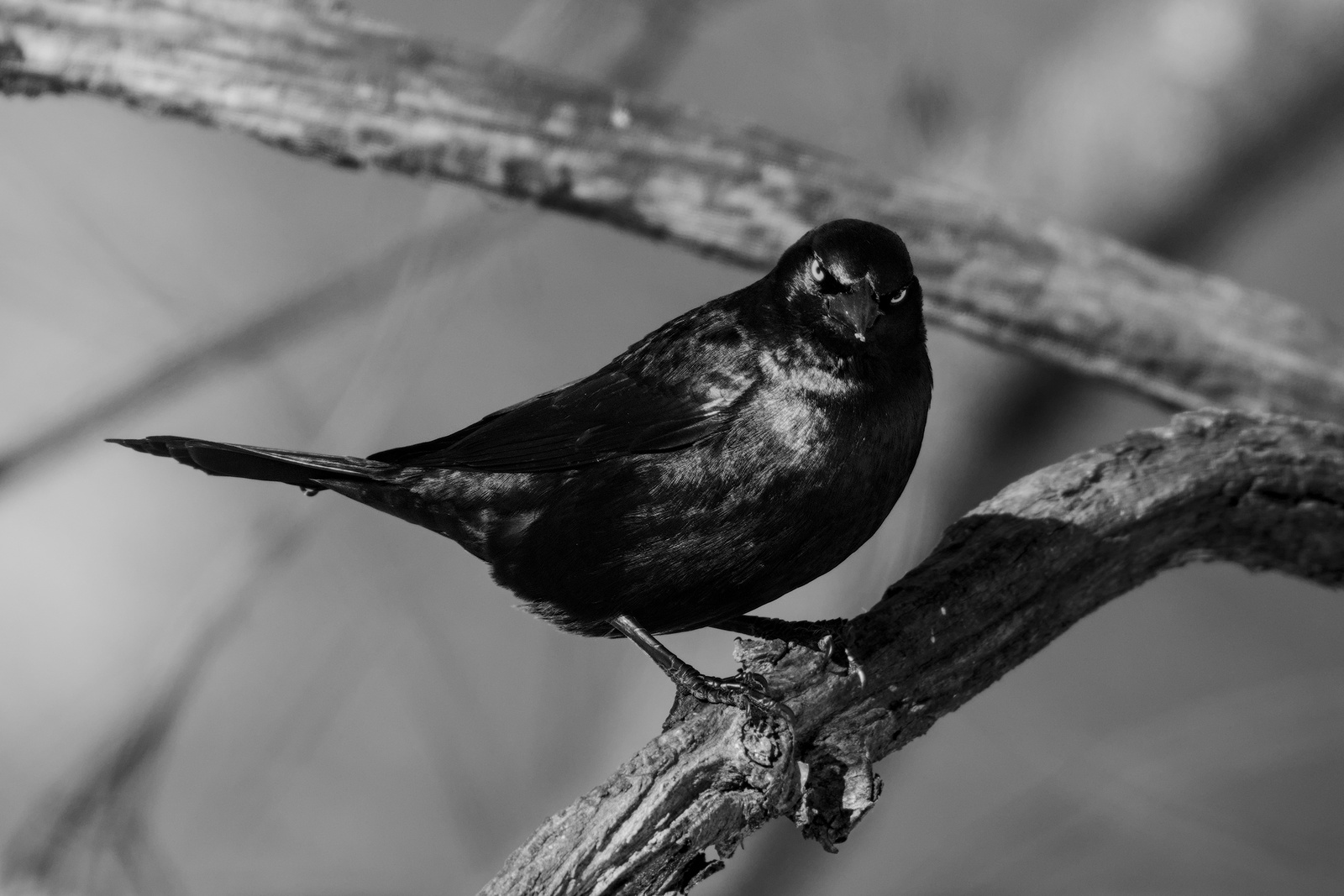 Common Grackle