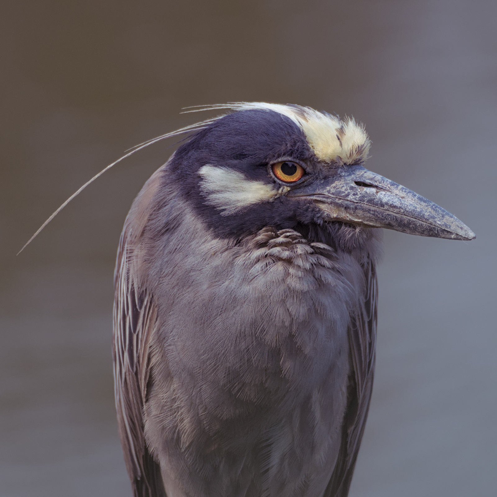 Yellow Crowned Night Heron