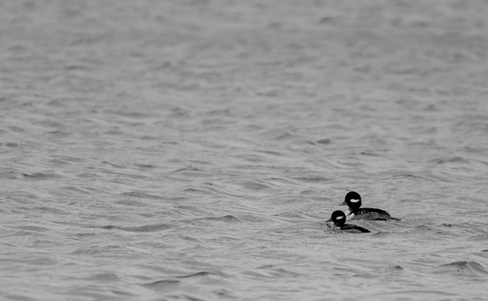 Buffleheads