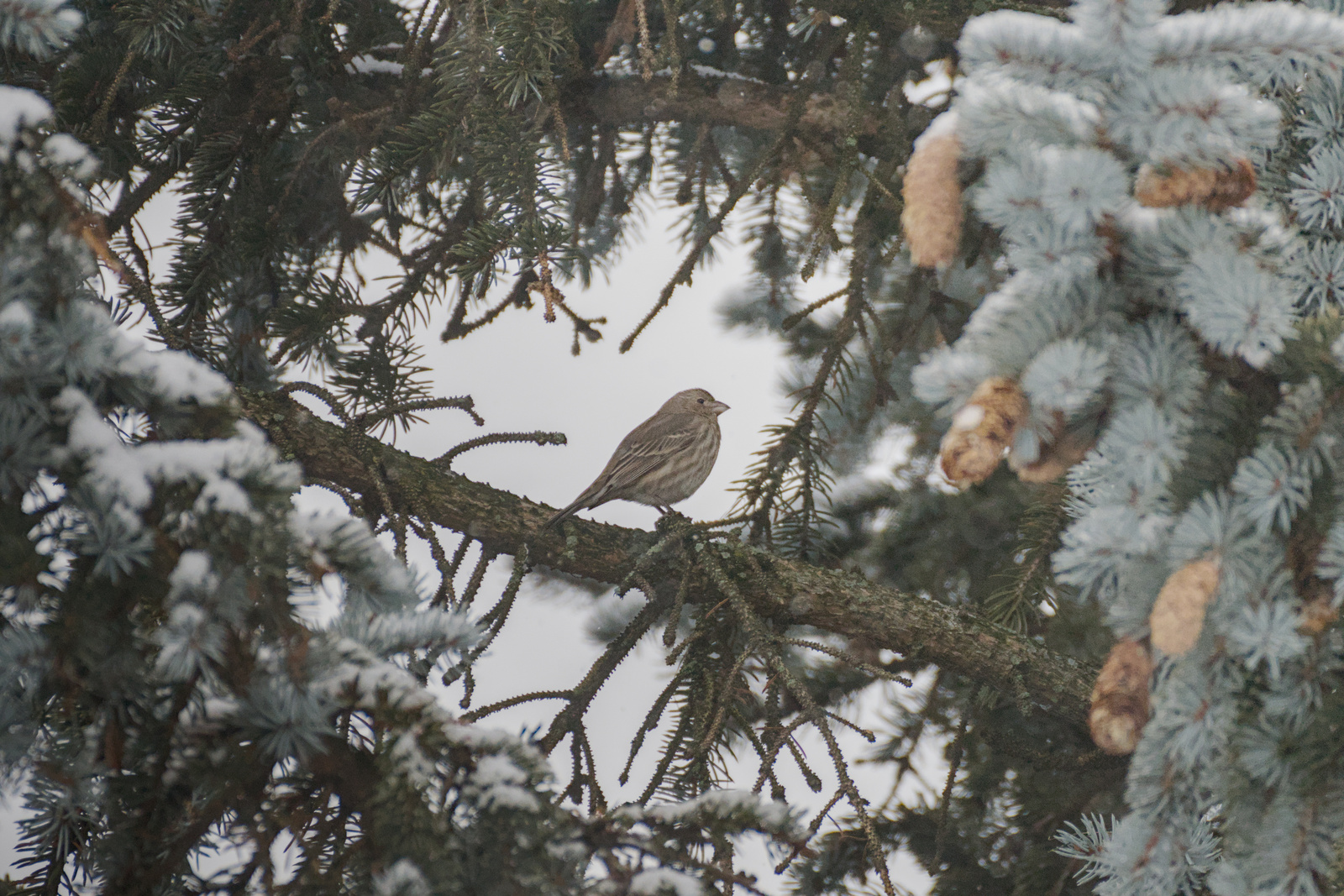 House Finch