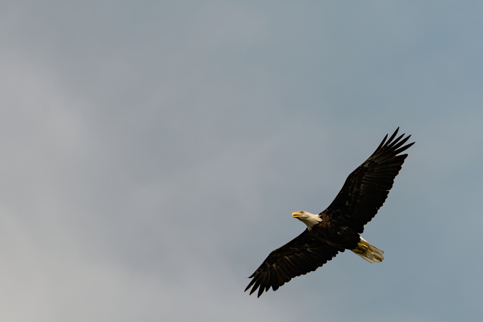 Bald Eagle