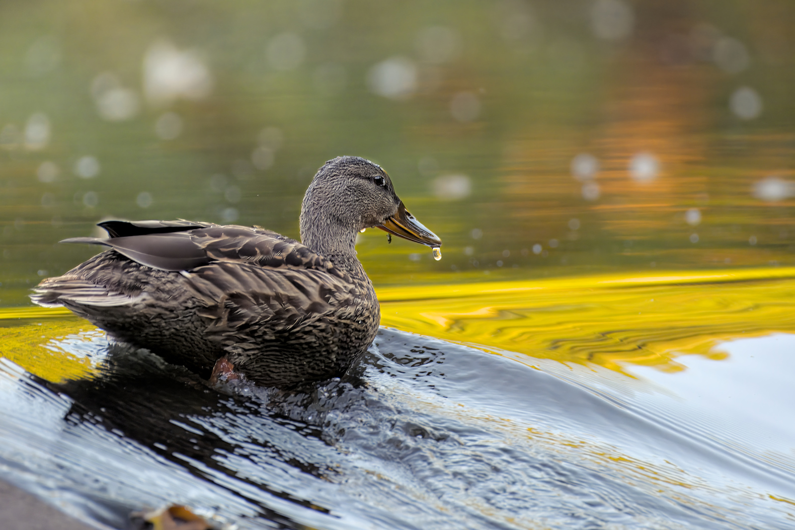 Mallard
